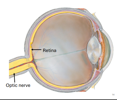 <p>II. Optic Nerve : Vision</p>