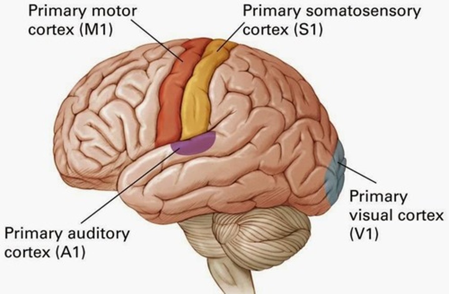 <p>A1 = primary auditory cortex</p><p>V1 = primary visual auditory cortex</p>
