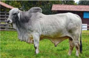 <p>Brahman</p>