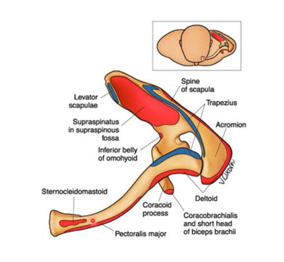 <p>only bone that holds appendicular skeleton to the axial skeleton</p><p></p><p>note pic is the superior view of the left side of clavicle/scapula </p><p>red/blue are where muscles insert or attach to or sit in</p>