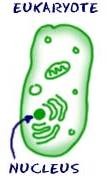 <p>Type of cell that contains a <em>nucleus</em></p>