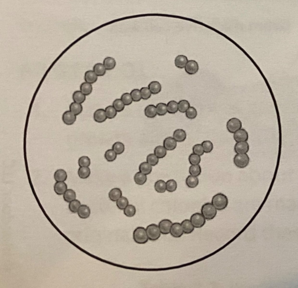 <p>spherical bacteria</p>