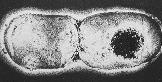 <p>What reproduction is occuring in the photo? And what is reproducing </p>