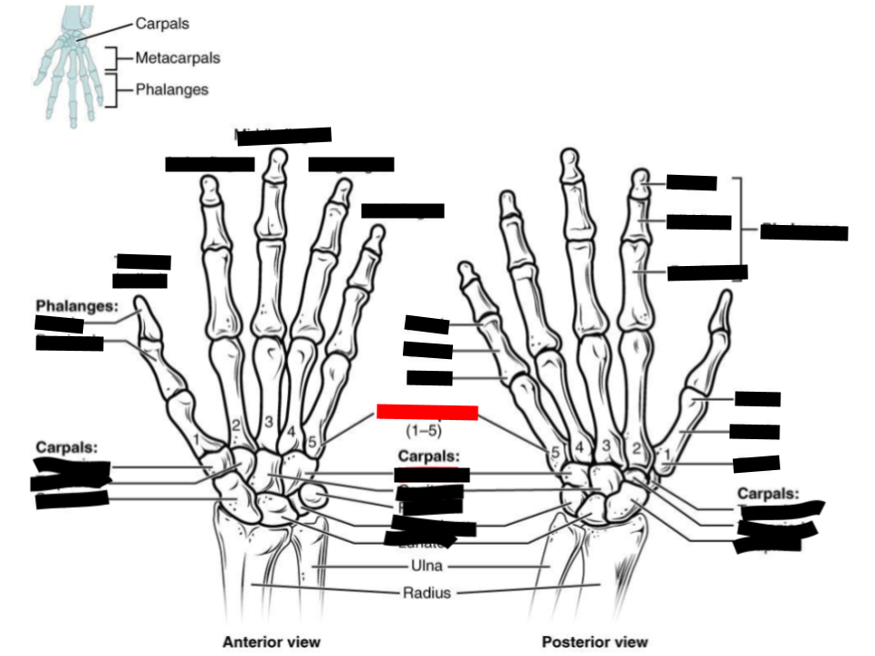 <p>the five long bones located in the middle of the hand, between the carpal (wrist) bones and the phalanges (finger) bones</p>