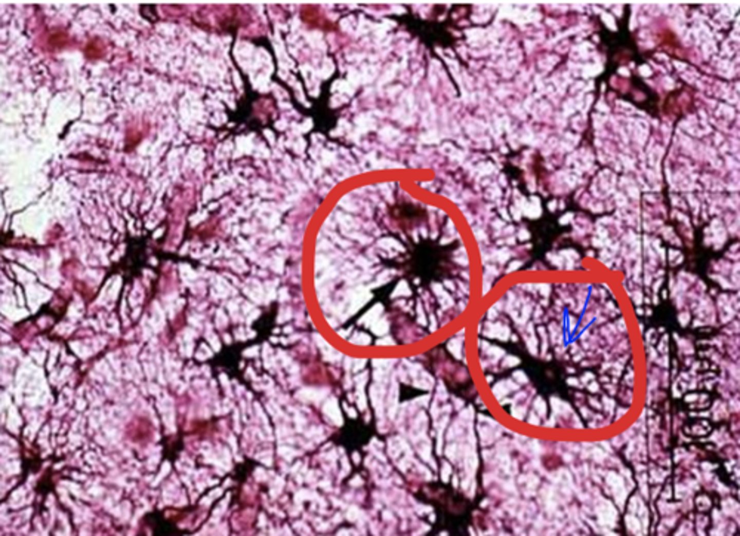 <p>Identify the following neuroglial cells</p>