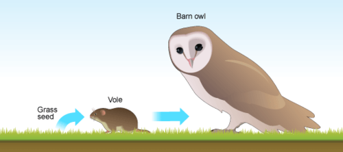 describes a feeding relationship between organisms
arrows represent direction of energy flow.