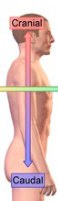 <p>away from the head</p>