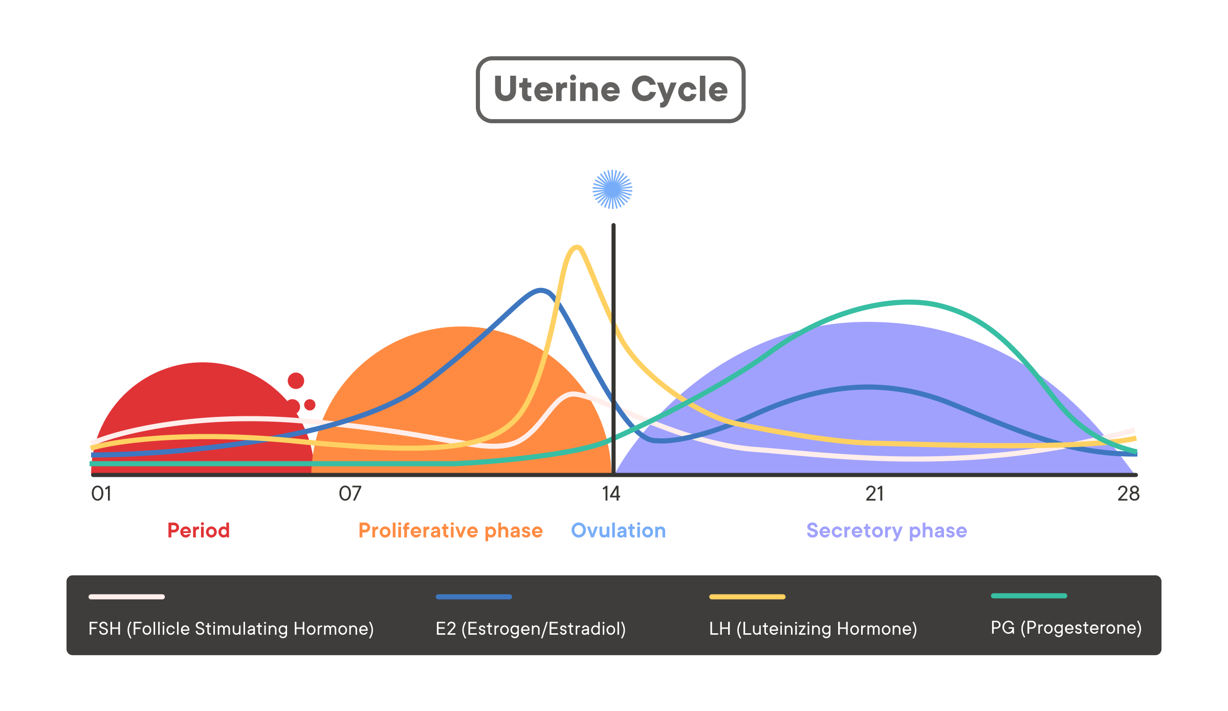 <p><span style="font-size: medium; color: rgb(0, 0, 0);">Secreted after ovulation; thickens and maintains the endometrium to prepare for possible pregnancy.</span></p><p></p>