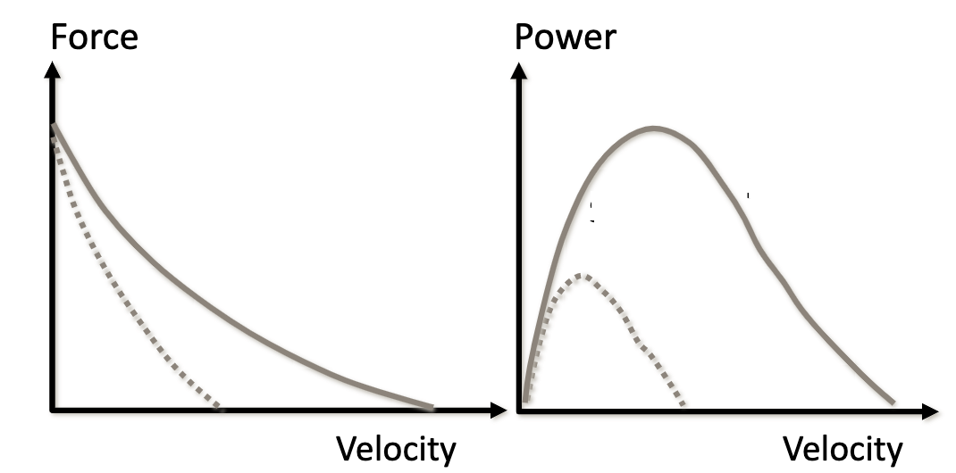 Which represents FT & ST fibers