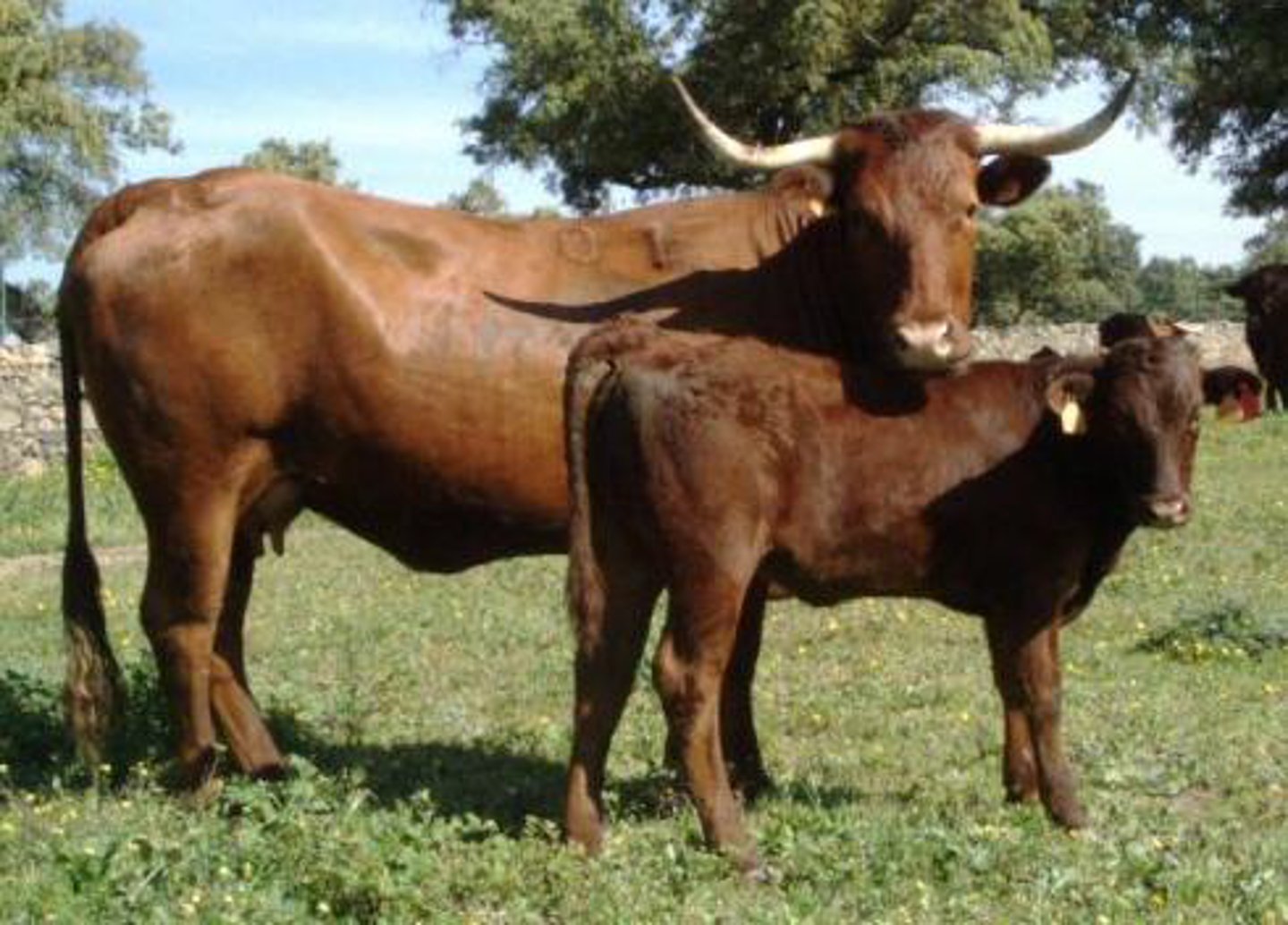 <p>red with white lyre shaped horns, meat, extensive</p>