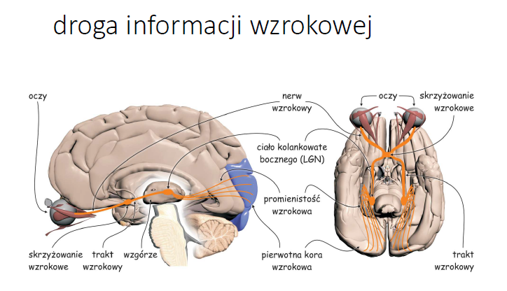 <ul><li><p>Rejestracja i organizacja danych sensorycznych angazuje:</p><ul><li><p>Na wczesnym etapie</p><ul><li><p>Uklad optyczny (soczewka, siatkowka, komorki zwojowe)</p></li><li><p>Cialo kolankowe boczne (LGN)</p></li><li><p>Wzgorze</p></li><li><p>Pierwotna kora wzrokowa (plat potyliczny mozgu)</p></li></ul></li></ul></li></ul><h4 style="text-align: start" collapsed="false" seolevelmigrated="true">Wyzsze pietra szlaku wzrokowego</h4><ul><li><p>4-6 miliardow komorek nerwowych w placie potylicznym, ciemieniowym, skroniowym, a nawet czolowym</p></li></ul>