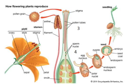 <p>What stages of plant reproduction are shown in 3 and 4?</p>