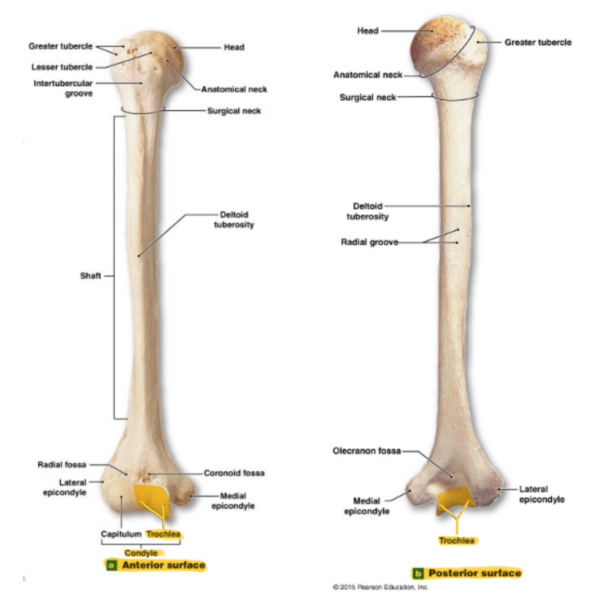 <p>rounded knob on the distal, medial side; articulates with trochlear knotch; larger than the capitulum</p>