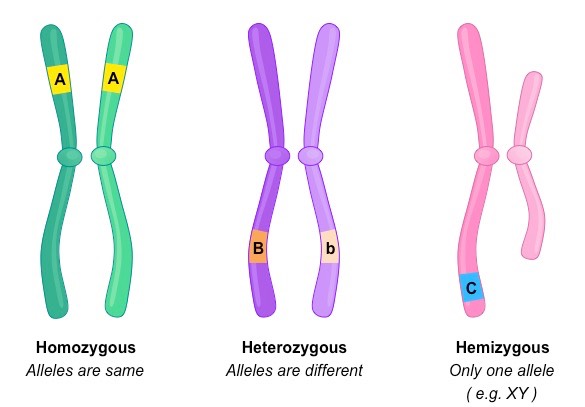 <p>Having only one copy of a particular gene instead of the usual two copies. This occurs in males for genes located on the X chromosome, as they have only one X chromosome.</p>