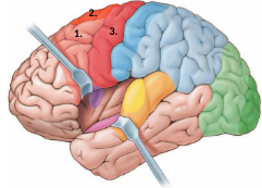 coordinates complex movements (2)