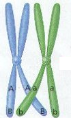 <p>when parts of two chromatids cross over each other before meiosis I at a point of crossing over called the chiasma</p>
