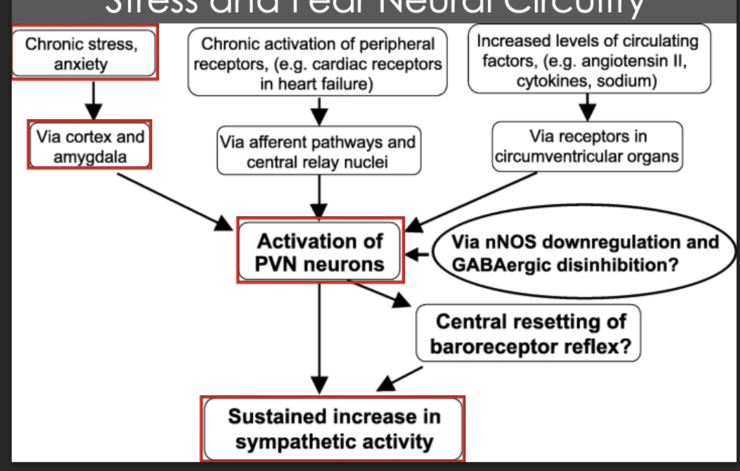 <p>Understand this diagram. stress and fear neaural circutry. what does it mean? </p><p></p>