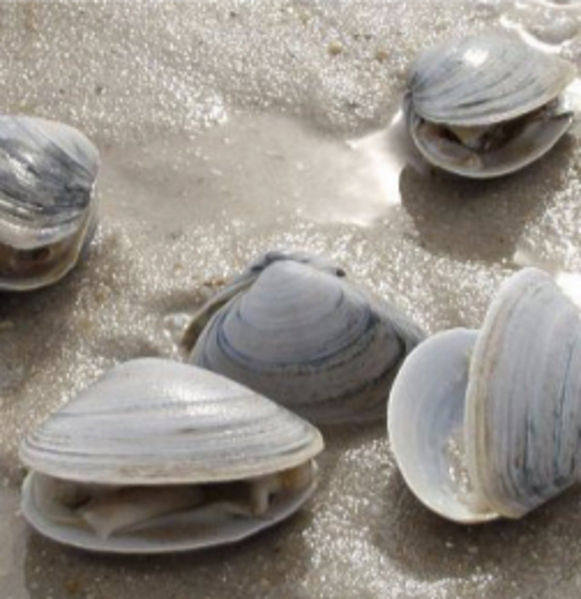 <p>symmetri mellan skalen (några saknar symmetri dock). Suspensionsätare: filtrerar vatten. Maten fastnar i slem på gälar och transporteras till munnen. Mantelhålan sitter inne vid gälar. Omfattande visceral massa med olika organ. Filtrerare → gälar inne i mantelhåla → har en tydlig sifon (snorkel som leder in i mantelhålan). Cirkulationen är ciliedriven. Stillasittande (inte alla). Använder byssus-trådar: trådliknande system med en stark lim. Blötdjur → mantel i anslutning mot skalet. Filtrerare → reducerad radula?? Vissa har en stor/liten fot (kan användas för sortering av föda och rörelse). Musslor har bara slutar muskler (håller igen skalet), en främre och en bakre → kan hålla igen skalet och göra det svårt att öppna den. Hur öppnar de sitt skal? Har ett ligament i gånggälet som ser till att skalet håller sig öppet i viloläget. Låsmekanism med tänder som minskar silrörelse. Har olika rörelseförmågor: gräver, borrar sig in i träd, sten, kemisk borrning, skalet, foten. Reproduktion: släpper ut könsprodukter i vattnet → plaktonisk larv → växer. Kan leva i symbios med alger.</p>