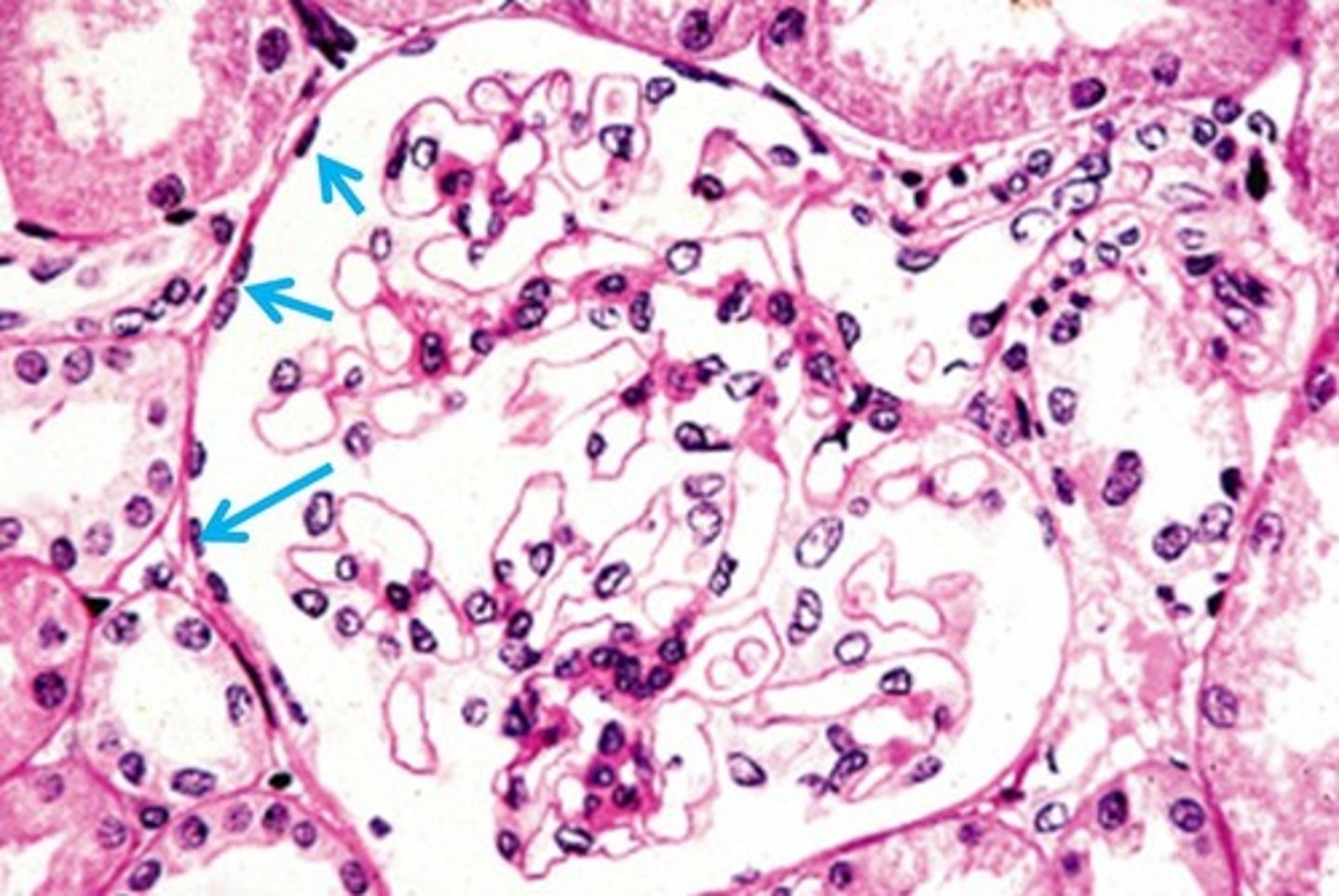 <p>Identify the tissue.</p>