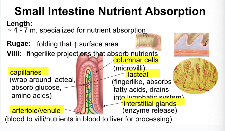 <p>4-7m, specialized for nutrient absorption</p><p>Structures within:</p><ul><li><p><strong>Rugae:</strong> folding that increases surface area</p></li><li><p><strong>villi</strong>: fingerlike projections that absorb nutrients</p></li><li><p><strong>capillaries:</strong> <span>wrap around lacteal, absorb glucose, amino acids</span></p></li><li><p><strong><span>arteriole/venule:</span></strong><span> blood to villi/nutrients in blood to liver for processing</span></p></li><li><p><strong><span>columnar cells:</span></strong><span> microvilli</span></p></li><li><p><strong><span>lacteal:</span></strong><span> fingerlike, absorbs&nbsp;fatty acids, drains&nbsp;into lymphatic system</span></p></li><li><p><span>i</span><strong><span>nterstitial glands</span></strong><span>: enzyme release</span></p></li></ul>