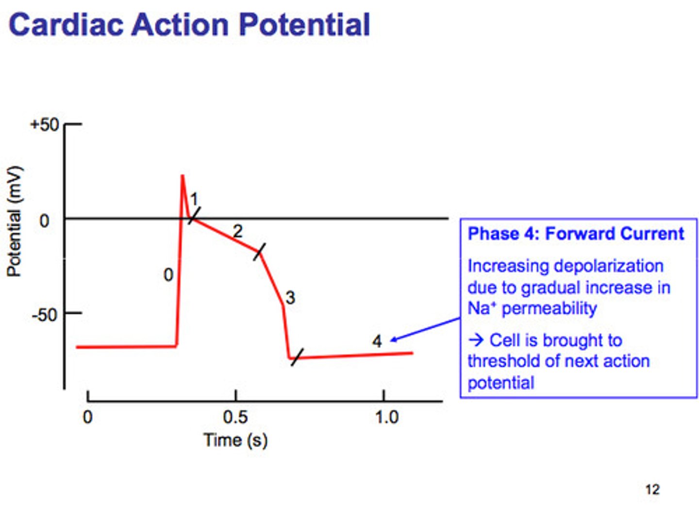 <p>Resting membrane potential and atrial depolarization (P wave).</p>