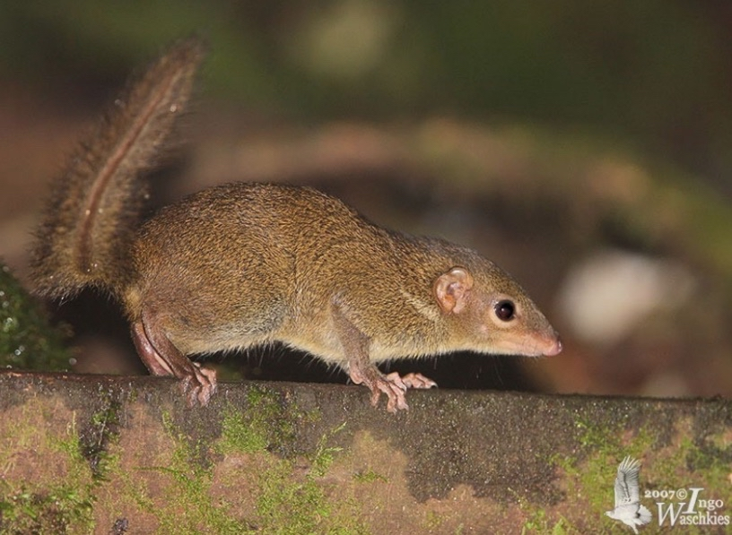 <p>tree shrews</p>
