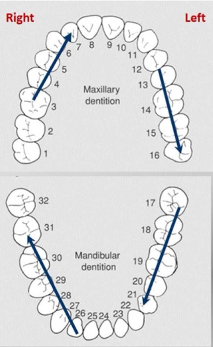 <p>Uses 1-32</p><p>- Starts with 1 for upper right 3rd molar going around to 16 left upper left</p><p>- Dropping down to 17 lower left third molar to 32 lower right</p>