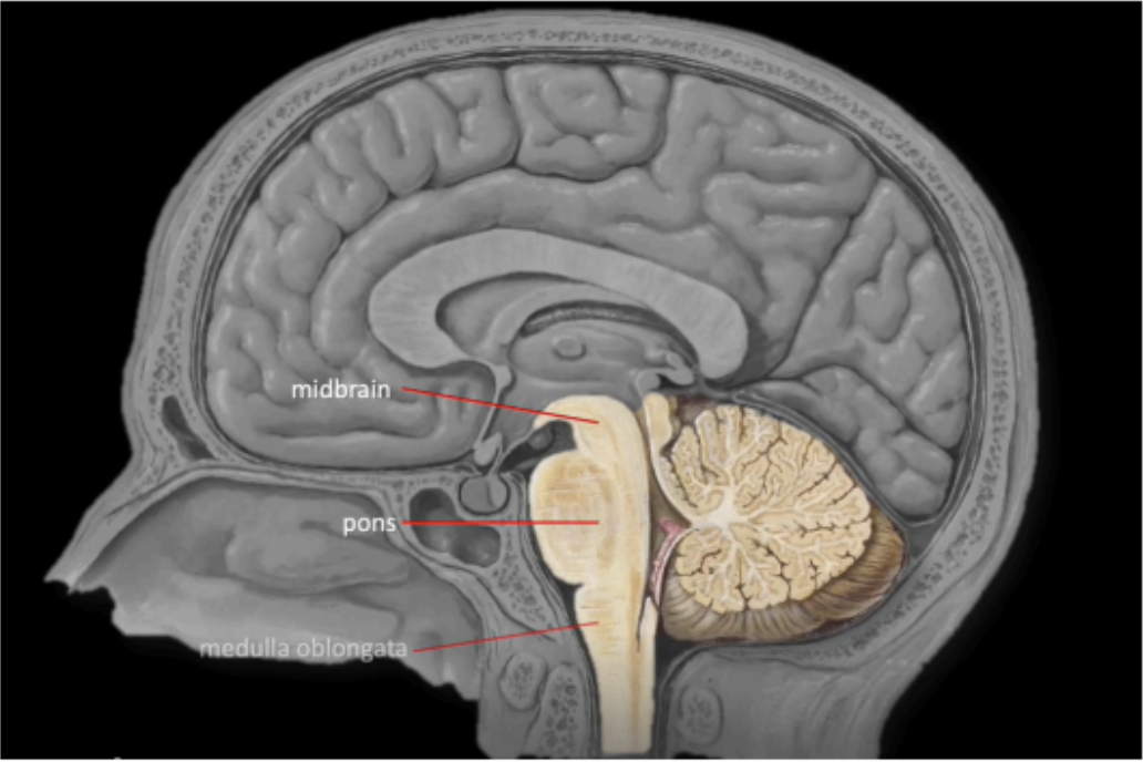 <ul><li><p>Midbrain</p></li><li><p>Pons</p></li><li><p>Medulla Oblongata</p></li></ul><p></p>