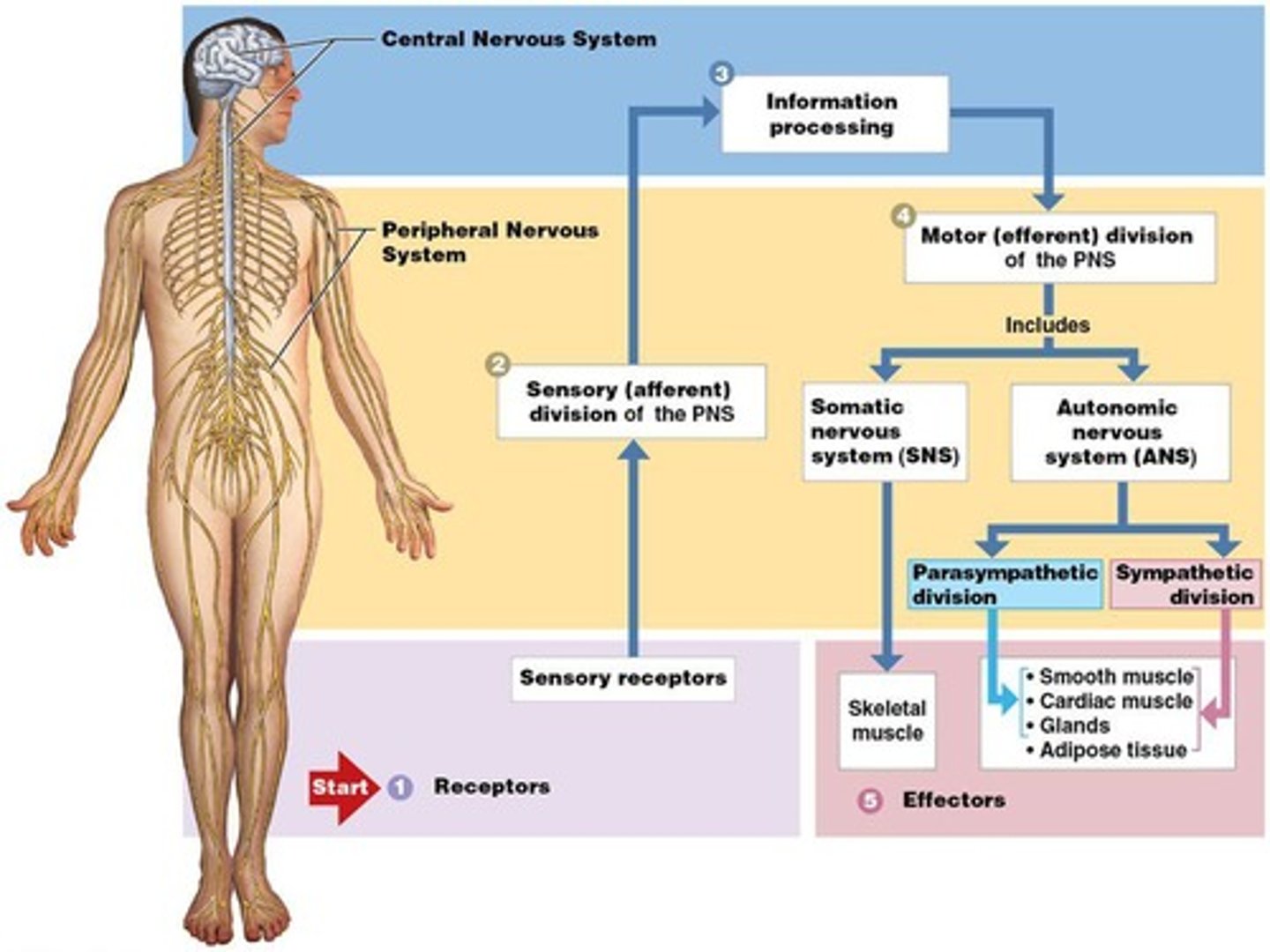 <p>Brain and spinal cord; Integration and command center.</p>