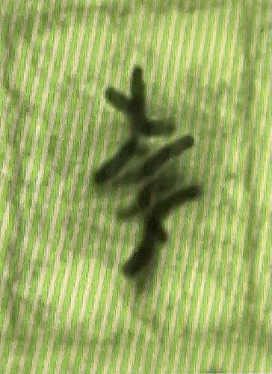 <p>chromosomes align in middle of cell</p>