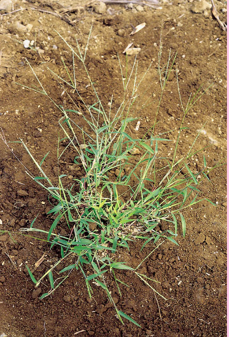 <p>This genus represents only native species of seed-producing grasses often found in recently disturbed areas</p><p>True or False</p>