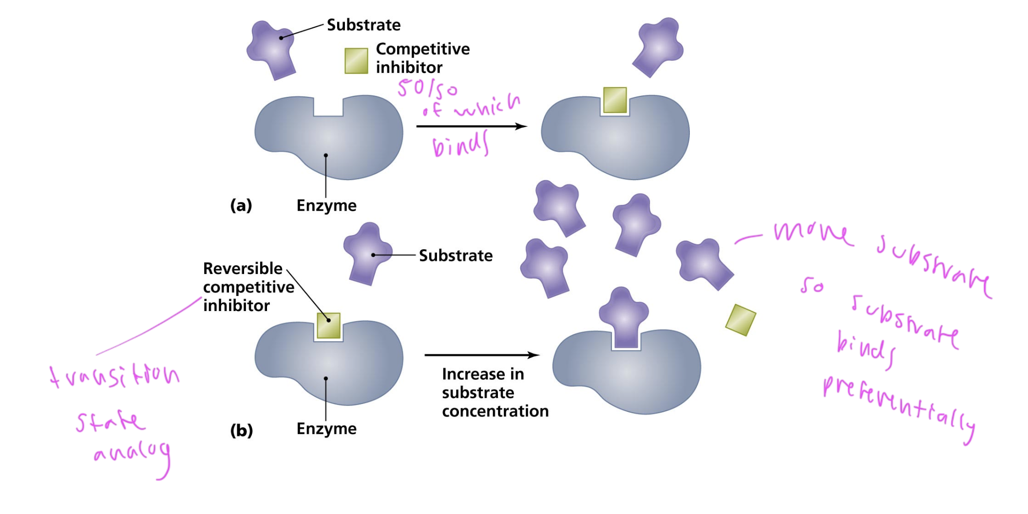 <p>the inhibitor acts as a transition state analog</p><p>if [S]=[I], then the inhibitor or substrate bind 50/50</p><p>when more substrate gets added, it binds more preferentially than the inhibitor</p>