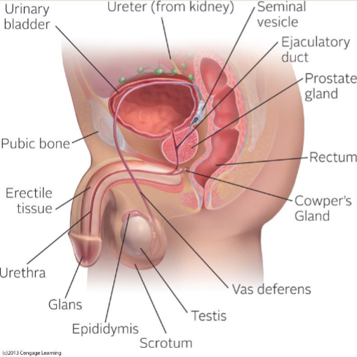 <ul><li><p>penis </p></li><li><p>testes (gonads) </p></li><li><p>ejaculatory pathway</p></li><li><p>seminal vesicles </p></li><li><p>prostate gland </p></li></ul><p></p>