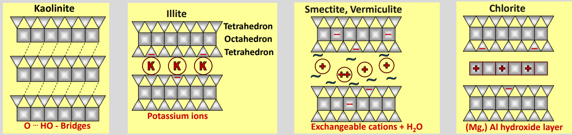 <ul><li><p><strong>Kaolinite (1:1)</strong><br>No true interlayer; layers held by H-bonds (O–H···O) → non-expandable, very low CEC → no shrink or swell</p></li><li><p><strong>Illite (2:1)</strong><br>K⁺ fixed in the interlayer → strong layer bonding, no swelling, moderate CEC → hold by K</p></li><li><p><strong>Smectite / Vermiculite (2:1)</strong><br>Hydrated, exchangeable cations + H₂O in the interlayer → expandable, high CEC → lot’s of exchange, swelling and shrinking</p></li><li><p><strong>Chlorite (2:1:1)</strong><br>Mg/Al hydroxide interlayer → rigid structure, non-expandable, very low CEC.</p></li></ul><p></p>