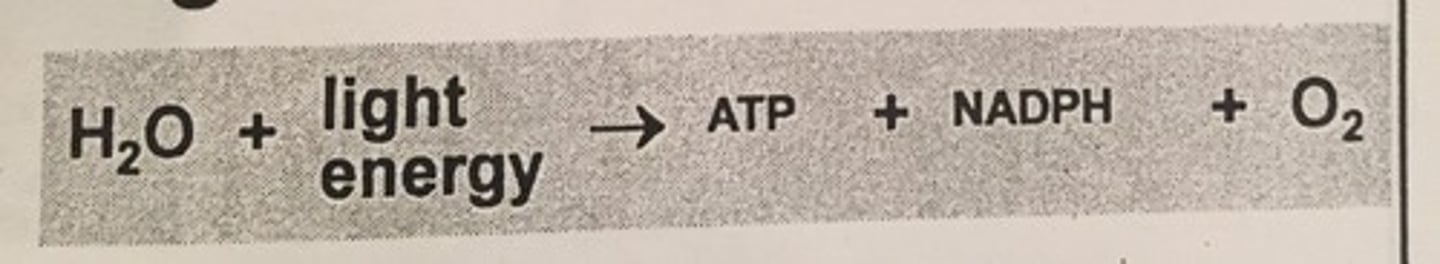 <p>sunlight + H2O ----- oxygen (waste) + NADPH + ATP</p>