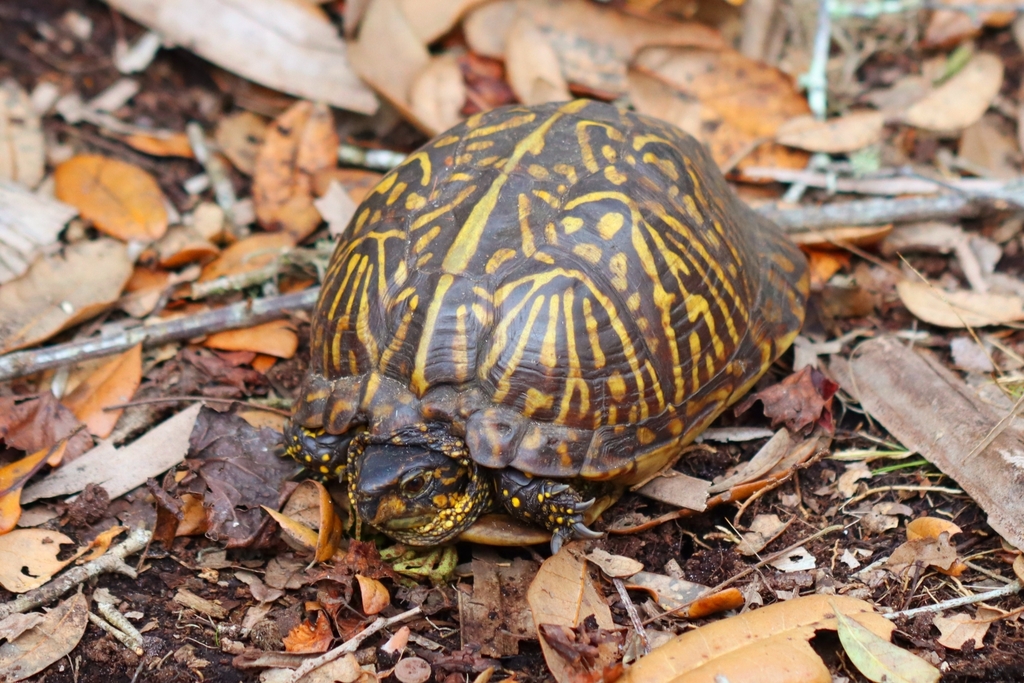 <p>Eastern Box Turtle, FL native, live in SE USA, many varied shell patterns, entirely terrestrial</p>
