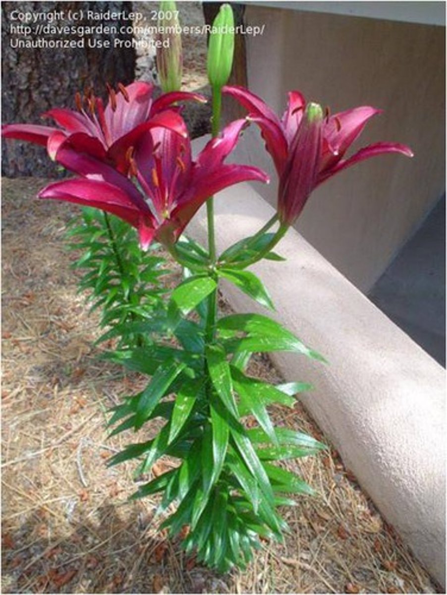 <p>garden lily</p>