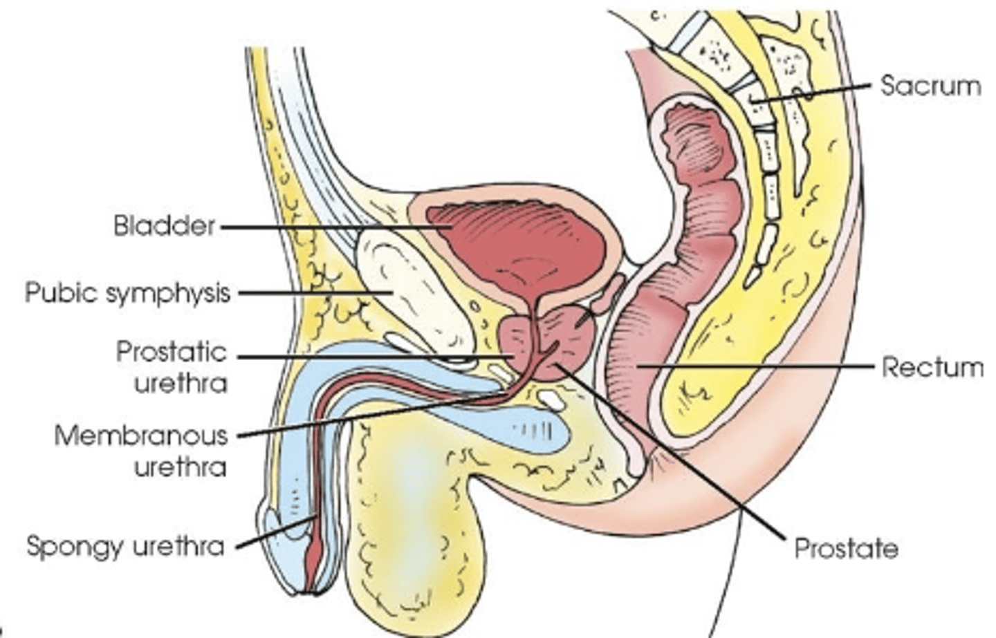 <p>The prostate gland.</p>