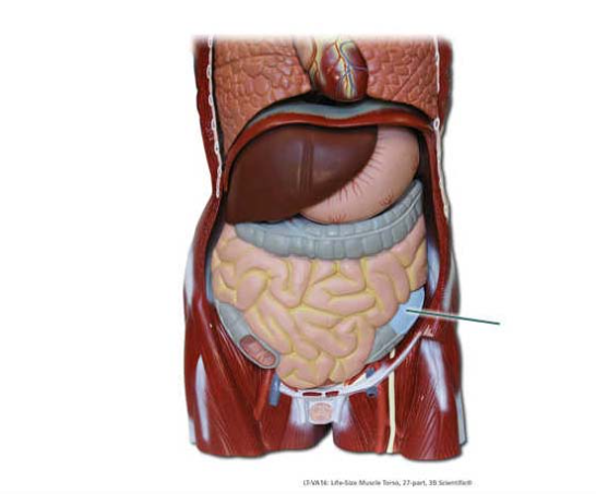 <p><span>Identify the region of the colon.</span></p>
