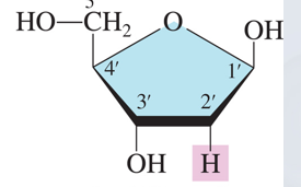 <p>Ribose or Deoxyribose</p>