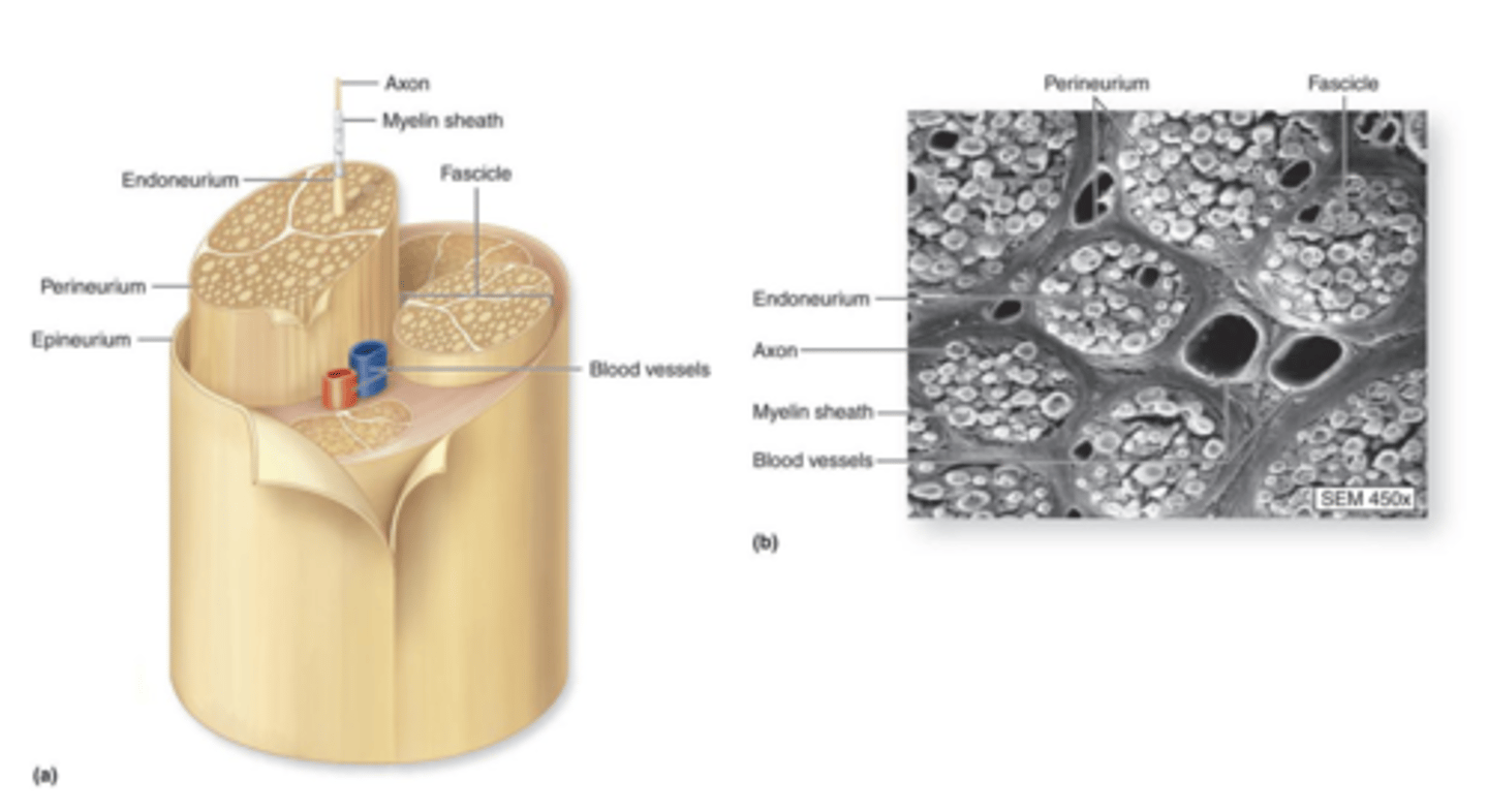 <p>what is the endoneurium in a peripheral nerve?</p>