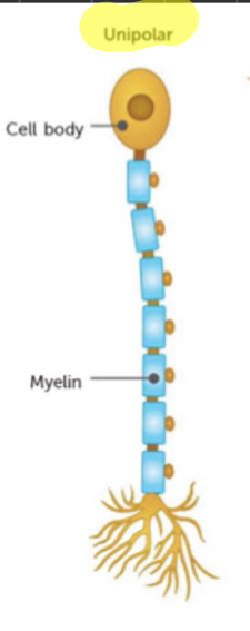 <ul><li><p>one extension from cell body which is the axon</p></li><li><p>structure typically found in invertebrates </p><p></p></li></ul>