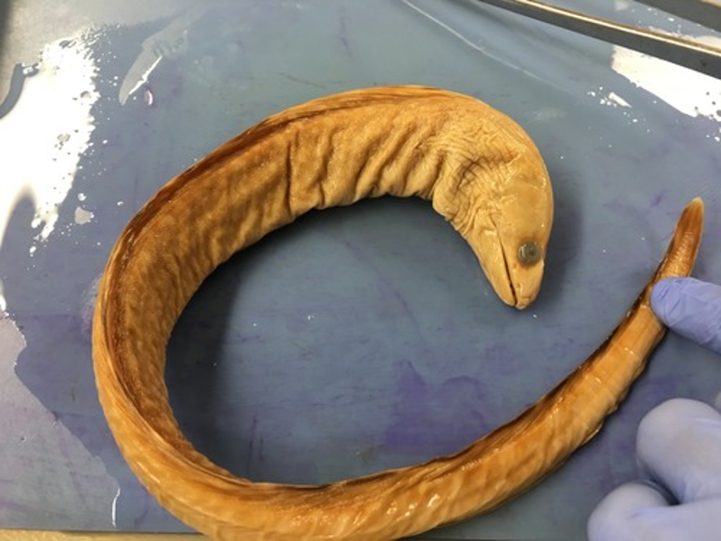 <p>moray eel</p>