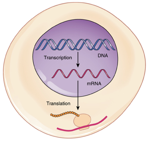 Transcription
