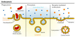 <p>What are the three main types of endocytosis?</p>