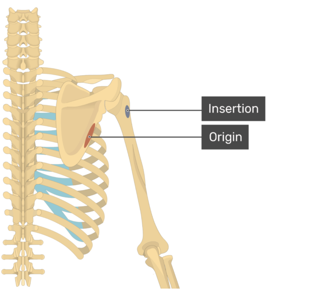 <p>teres minor</p>