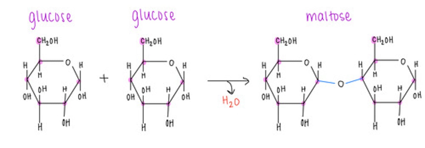 <p>maltose</p>