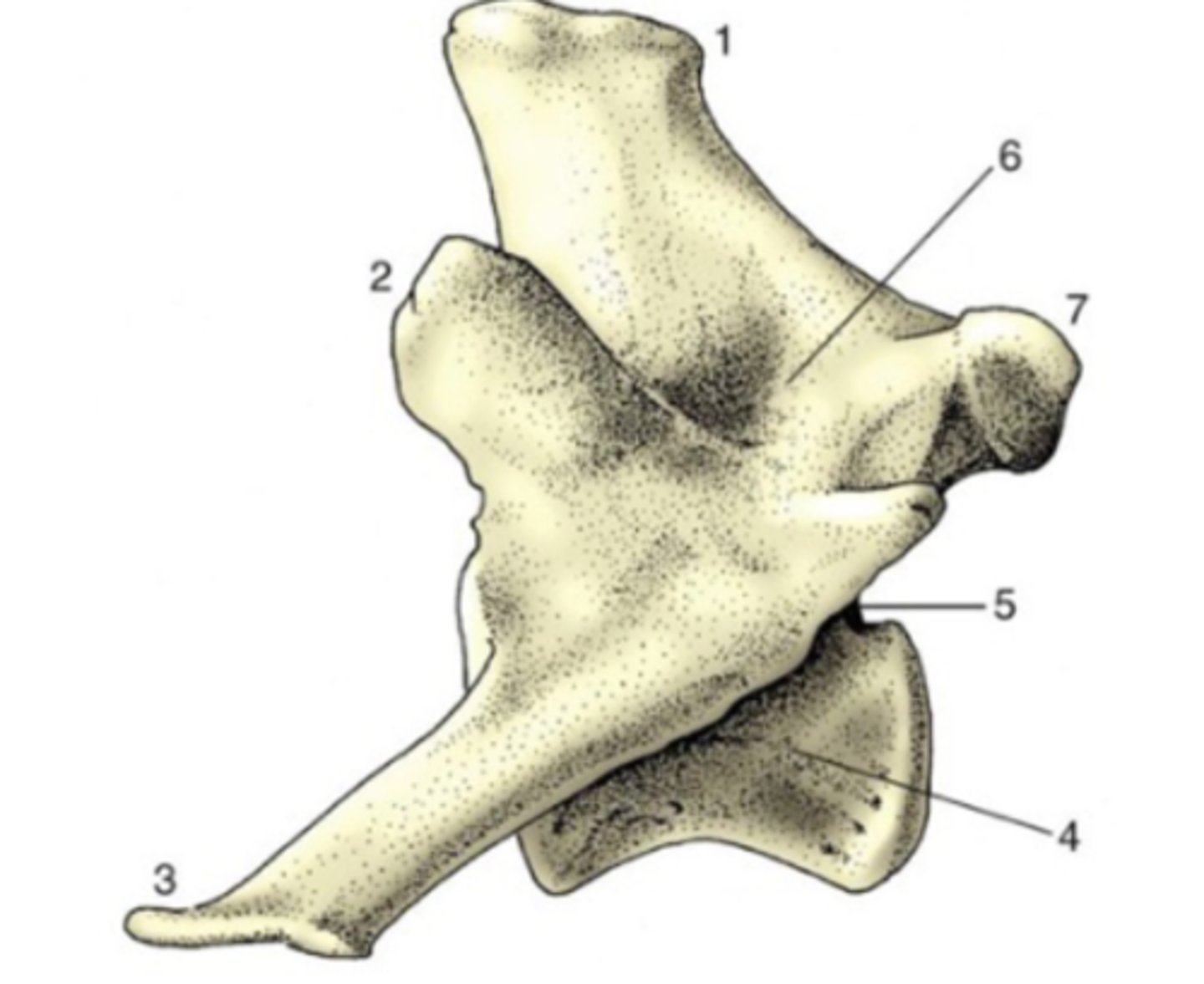 <p>This is an example of a _____ bones</p><p>3 multiple choice options</p>