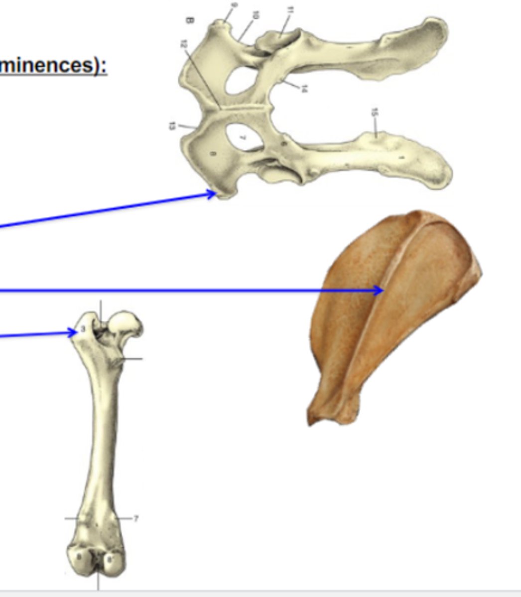 <p>Bone elevations</p><p>What is the 1st (top) blue arrow pointing to?</p><p>3 multiple choice options</p>
