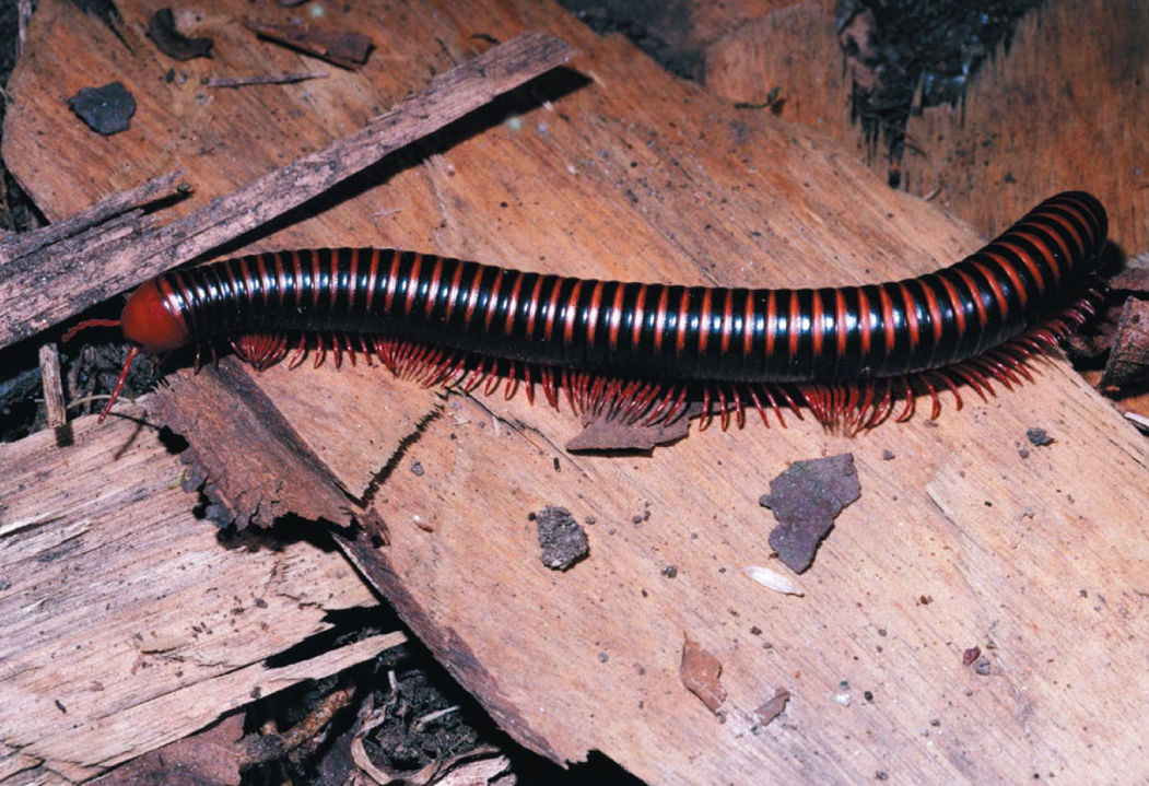 <p>Millipedes (class Diplopoda) </p>